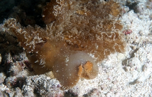 Raja Ampat 2019 - DSC08068_rc - Green melibe- Melibe - melibe viridis